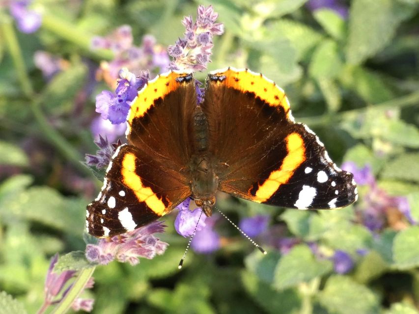 Vanessa atalanta - atalantalepke
