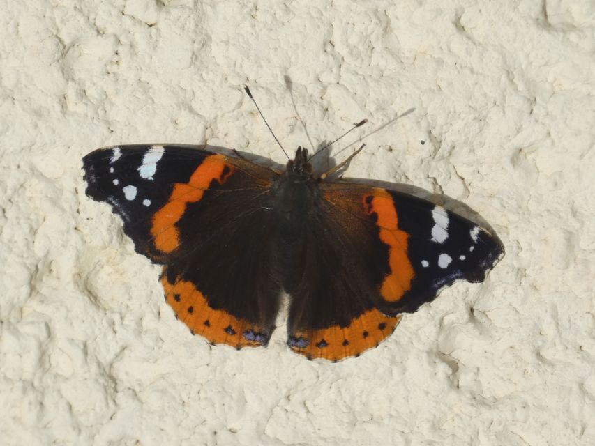 Vanessa atalanta - atalantalepke