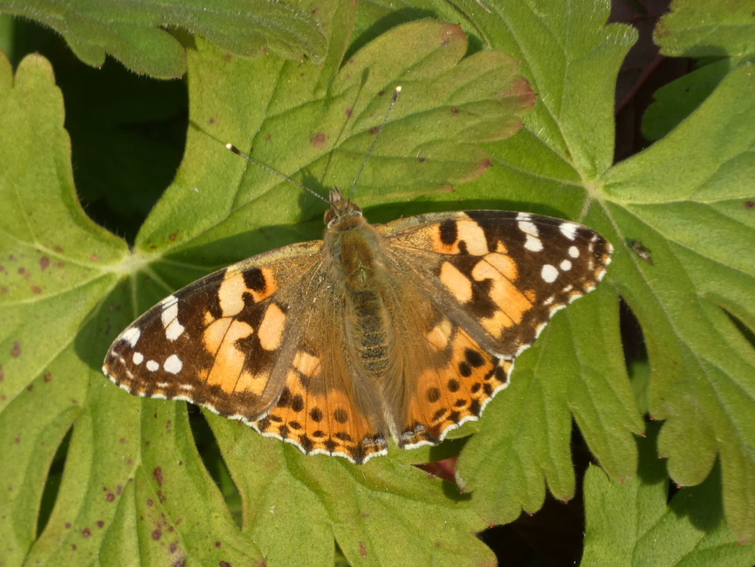 Vanessa cardui - bogáncslepke