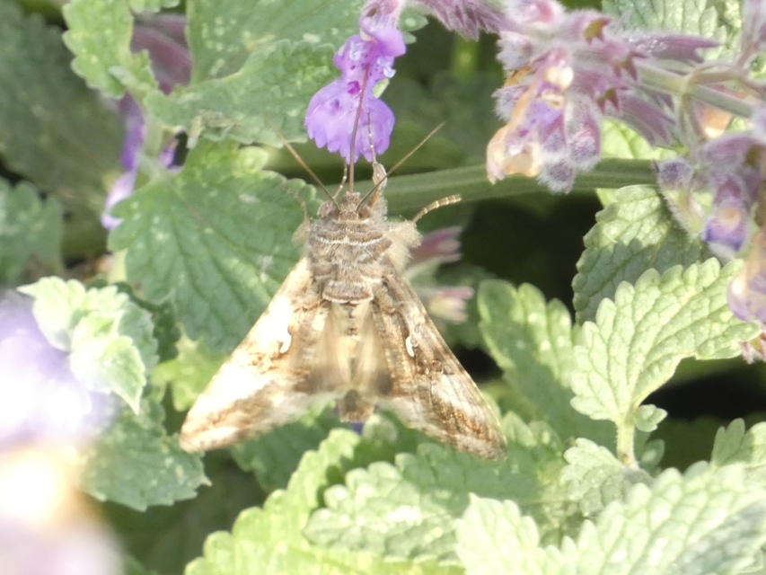 Autographa gamma - gammalepke