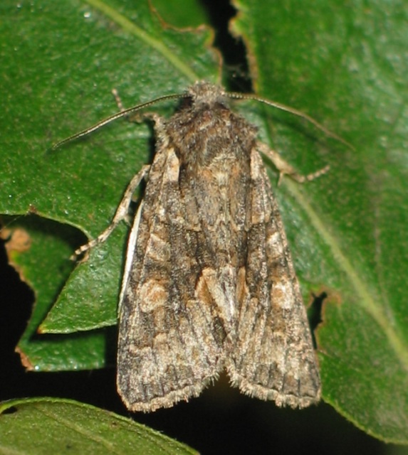 Dichonia convergens - őszi tölgybagoly