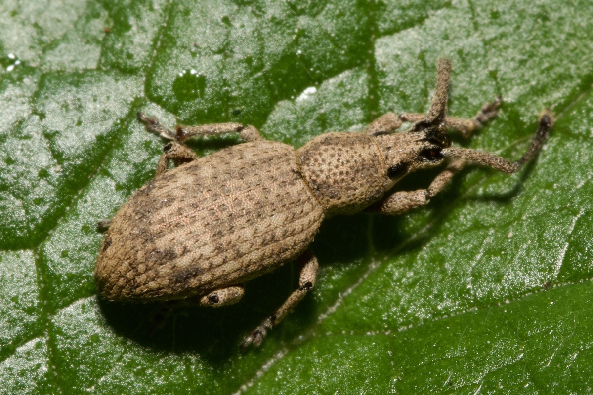 Simo variegatus - vaskos avar-gyalogormányos