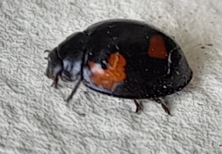 Exochomus quadripustulatus - négyfoltos szerecsenkata