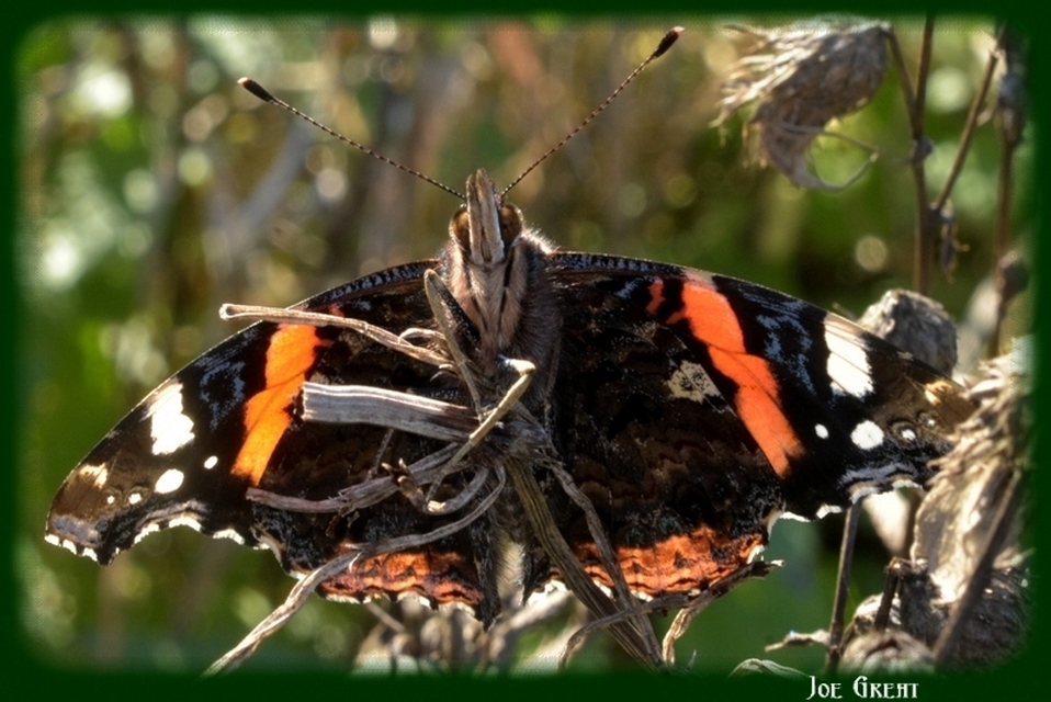Vanessa atalanta - atalantalepke