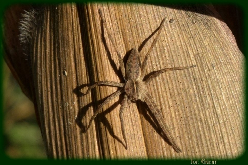 Pisaura mirabilis - csodáspók