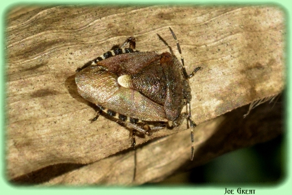 Pentatomidae - címerespoloskák