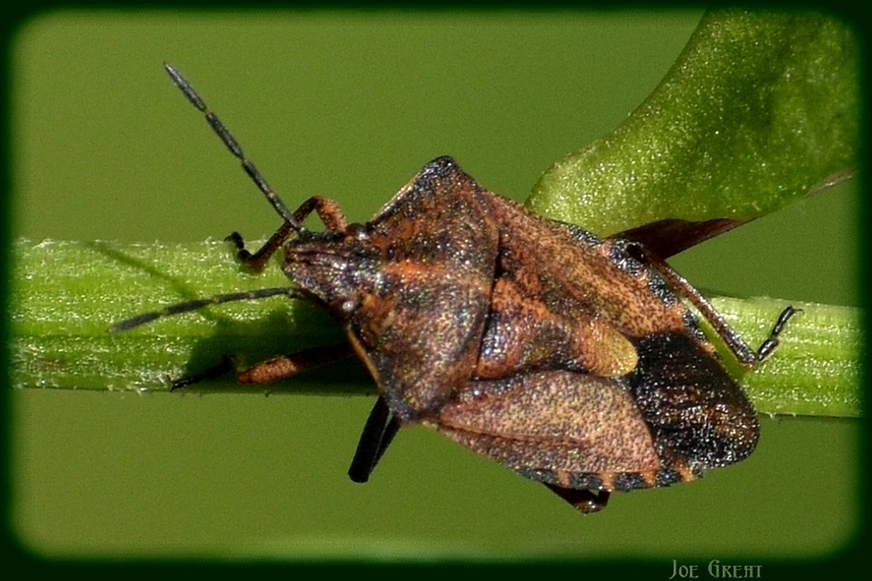 Carpocoris