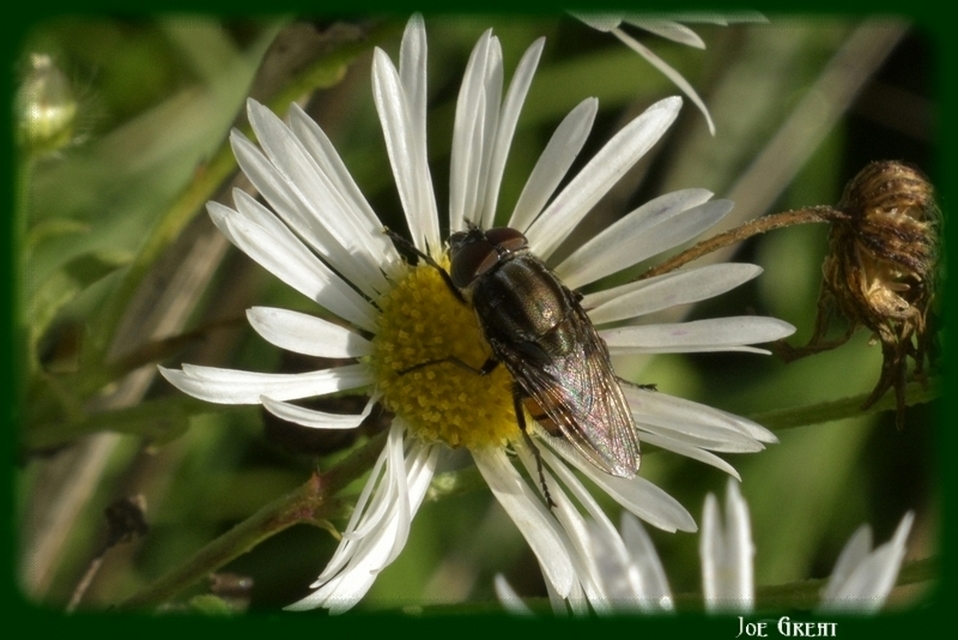 Stomorhina lunata - sáskaparazita légy