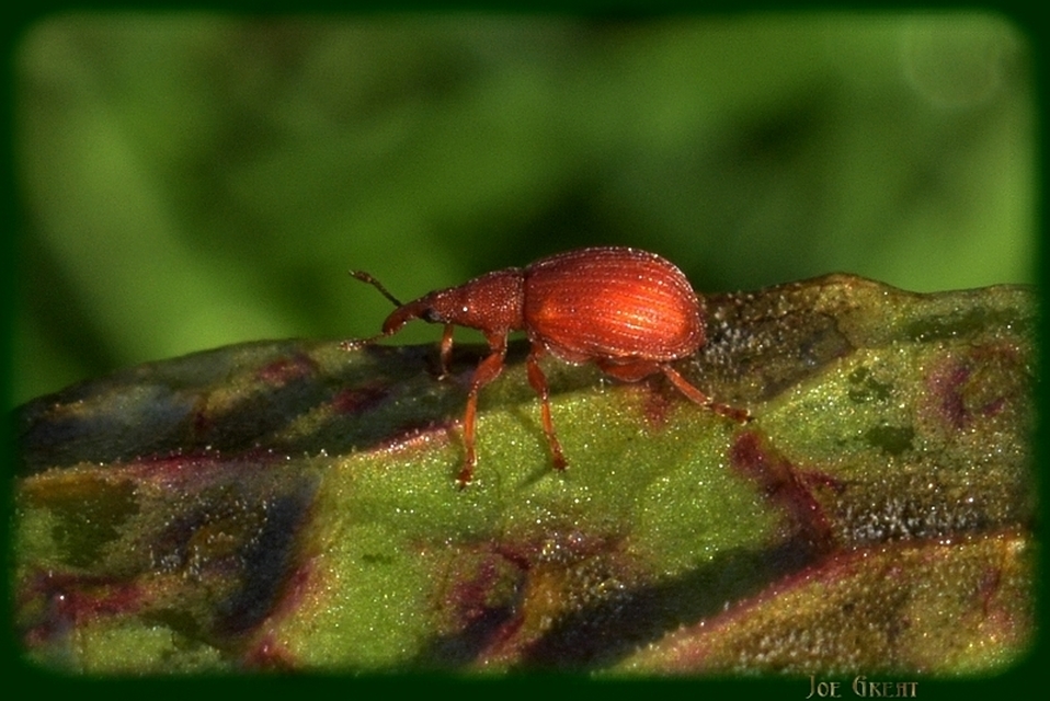 Apion frumentarium - vörös cickányormányos