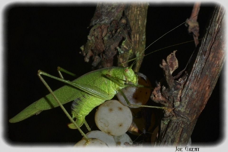 Phaneroptera nana - pontozott repülőszöcske