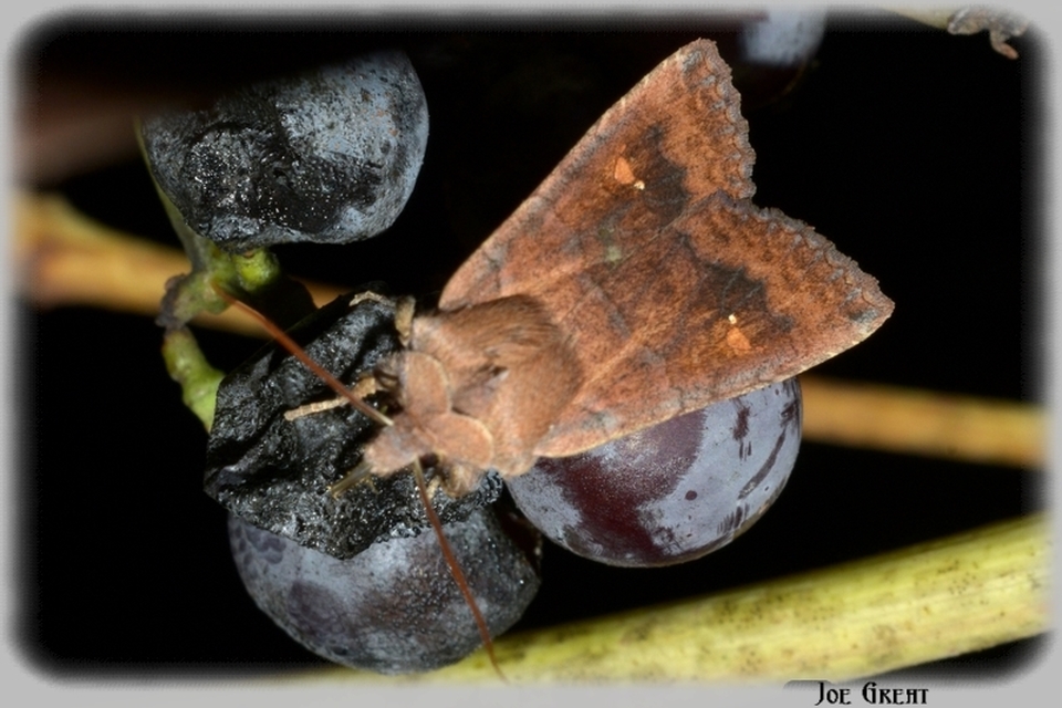 Eupsilia transversa - holdacskás télibagoly