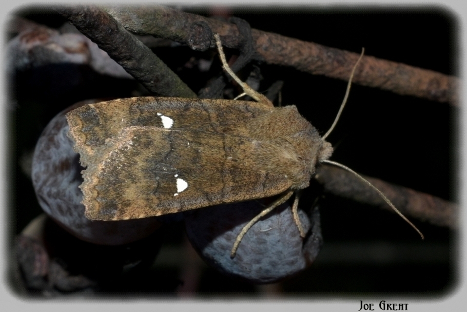 Eupsilia transversa - holdacskás télibagoly