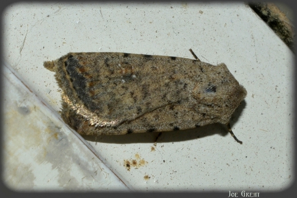Paradrina clavipalpis - közönséges selymesbagoly