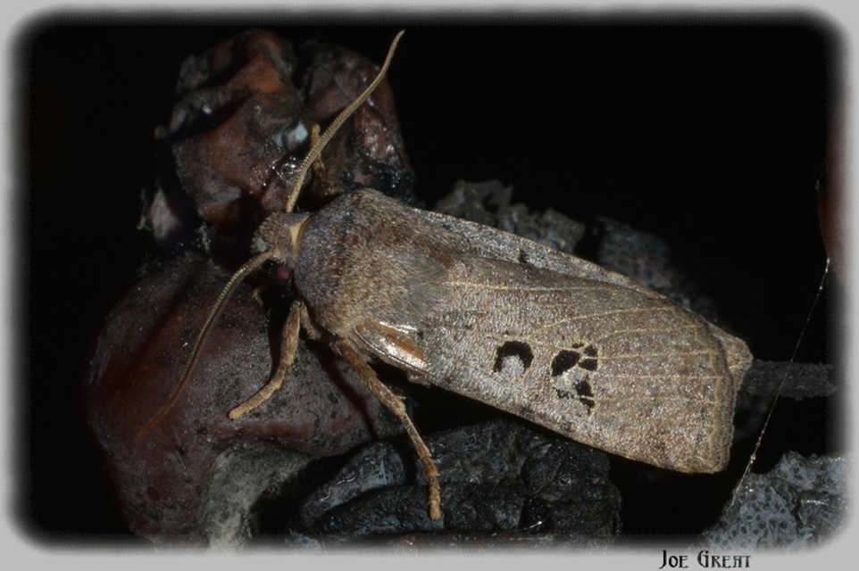 Conistra rubiginosa - szürke télibagoly