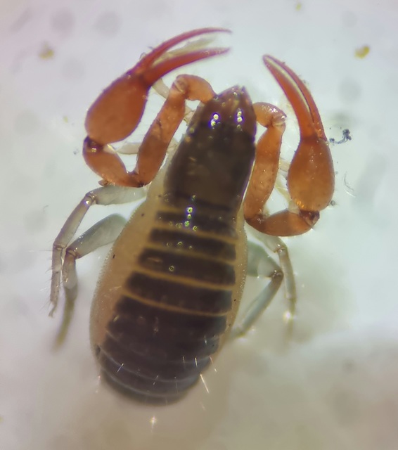 Pseudoscorpionida - Álskorpiók