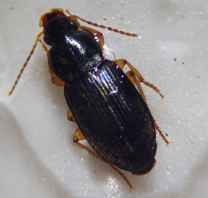 Harpalus griseus - kis selymesfutó