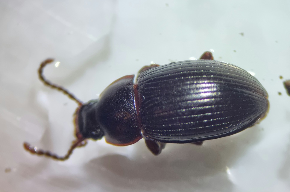 Nalassus dermestoides - rövidszárnyú gyászbogár