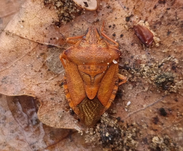Carpocoris