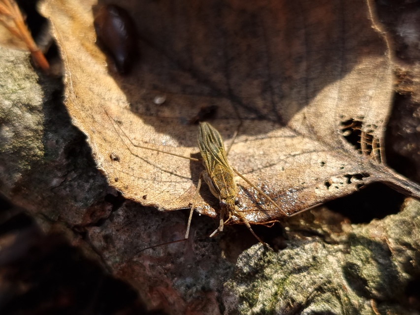 Gerridae - molnárpoloskák