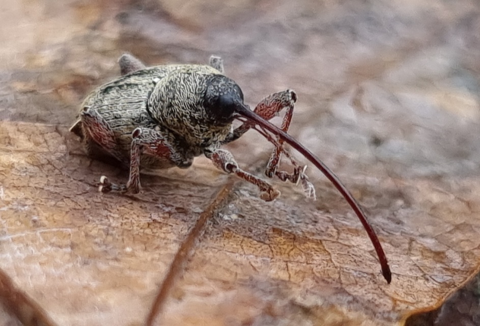 Curculio glandium - tölgymakkzsuzsóka