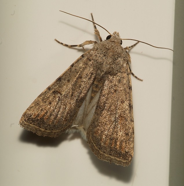 Caradrina Caradrina