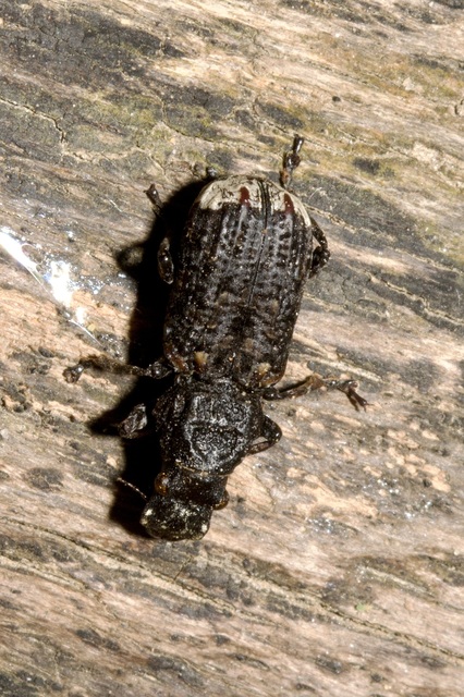 Platyrhinus resinosus - nagy orrosbogár