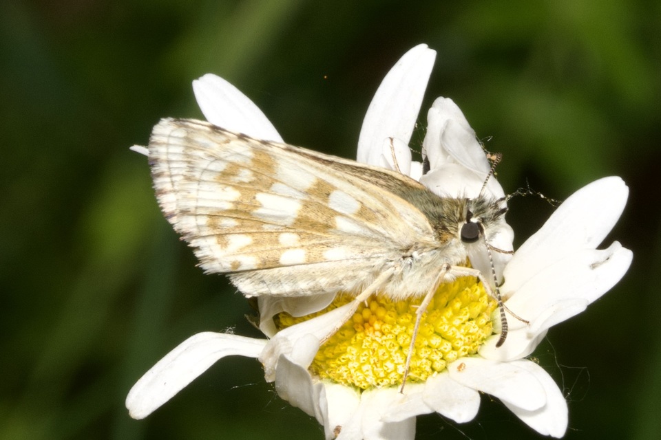 Pyrgus carthami - nagy busalepke