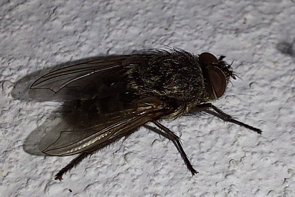 Pollenia