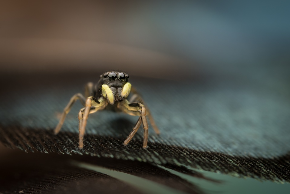 Araneae - Pókok