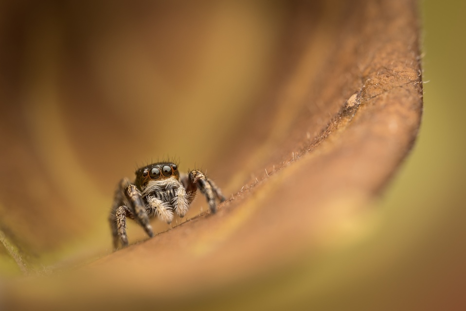 Araneae - Pókok