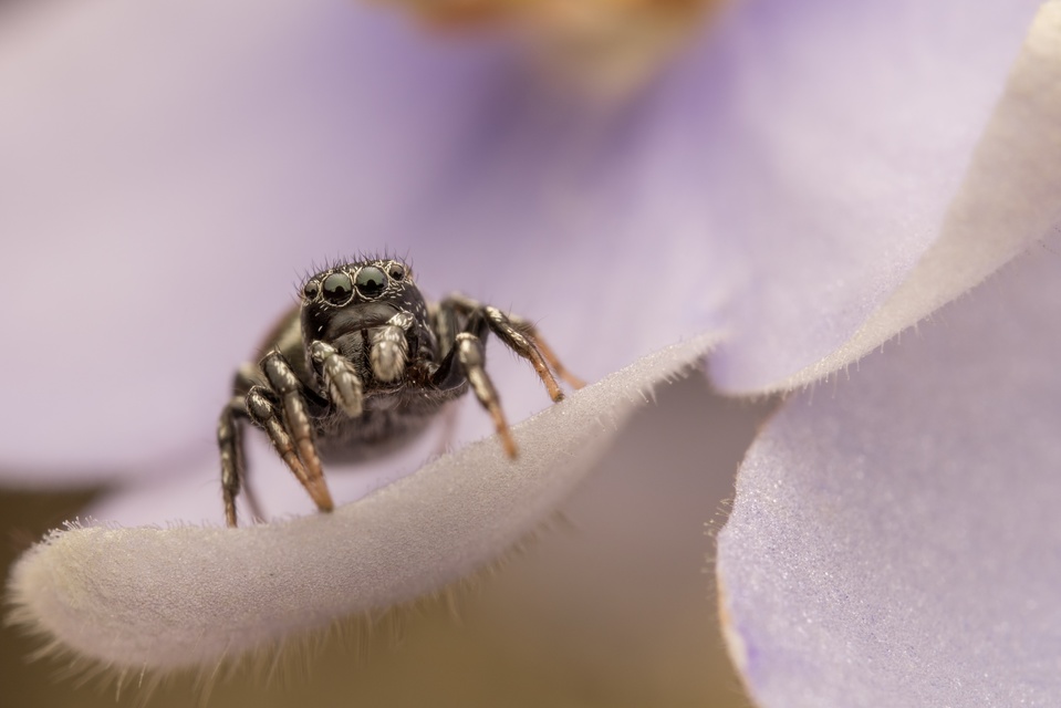 Araneae - Pókok