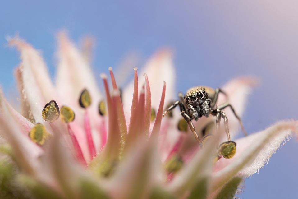 Araneae - Pókok