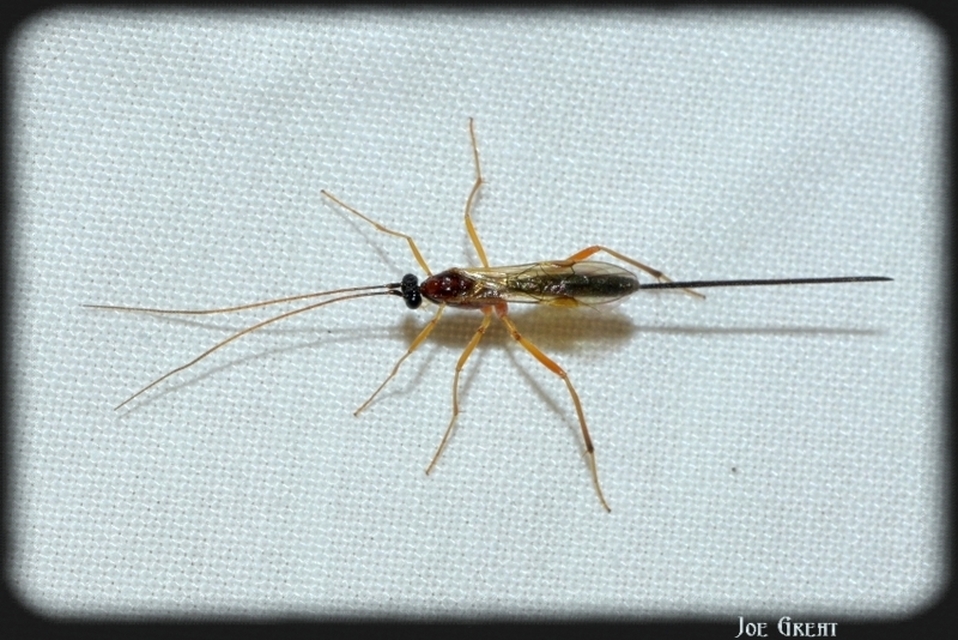 Hymenoptera - Hártyásszárnyúak