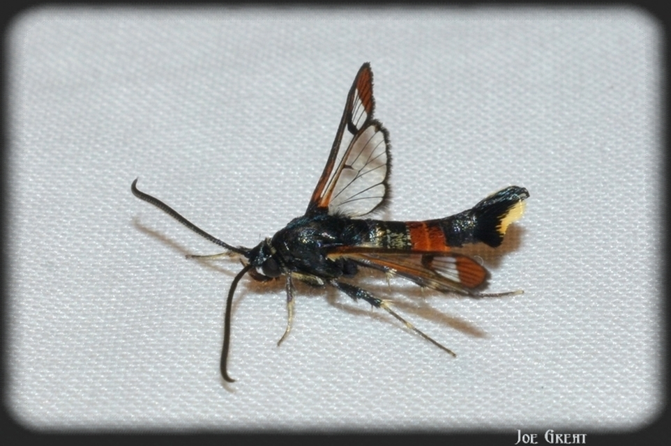 Synanthedon formicaeformis - hangyaszitkár