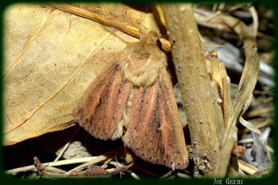Globia sparganii - nagy nádibagoly