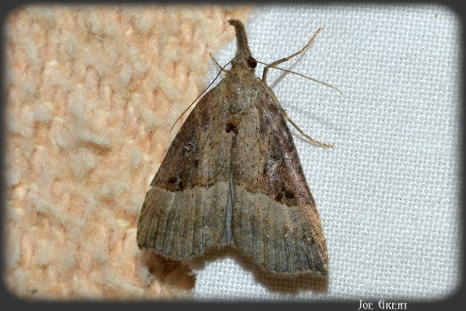 Hypena rostralis - közönséges karcsúbagoly