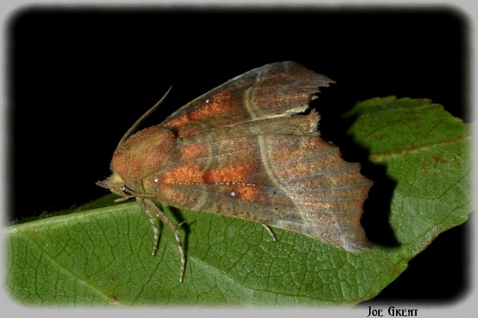 Scoliopteryx libatrix - vörös csipkésbagoly