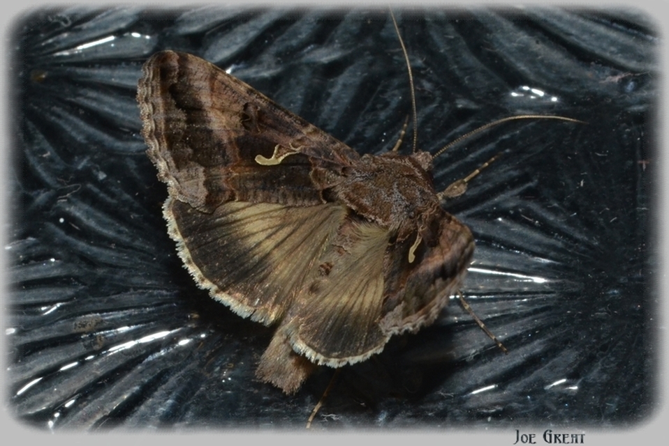 Autographa gamma - gammalepke