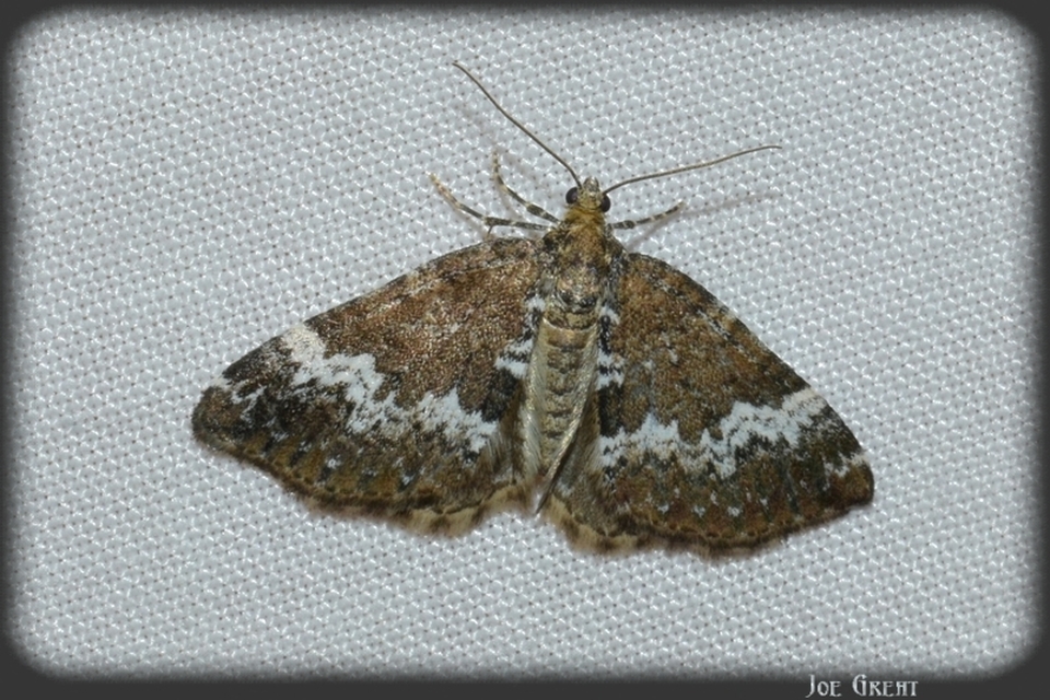 Perizoma alchemillata - árvacsalán-araszoló