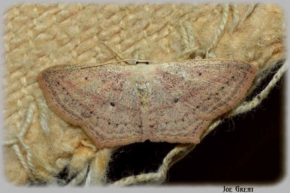 Scopula flaccidaria - alföldi sávosaraszoló