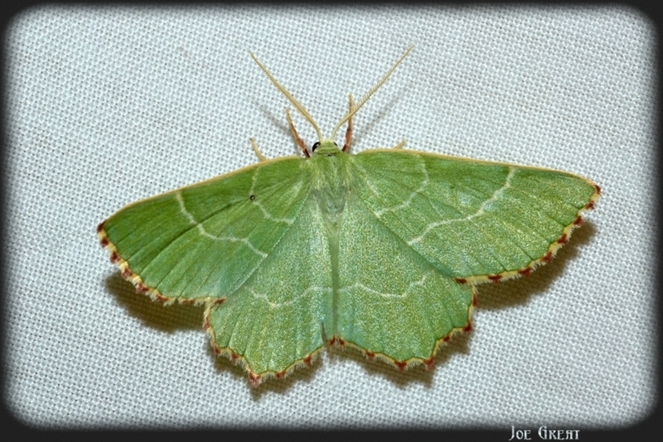 Thalera fimbrialis - csipkésszélű zöldaraszoló