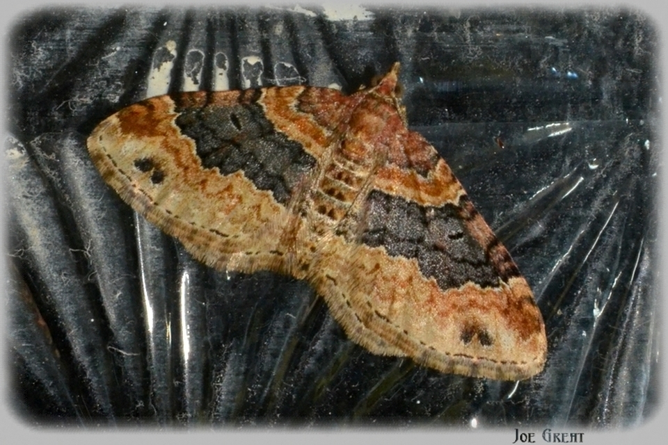 Xanthorhoe