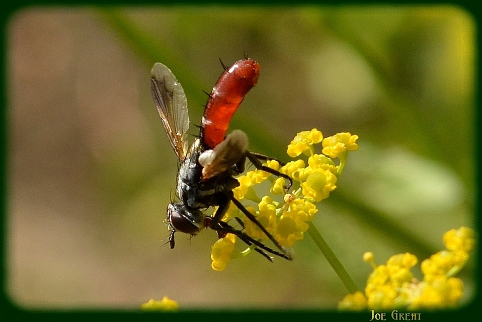 Cylindromyia bicolor