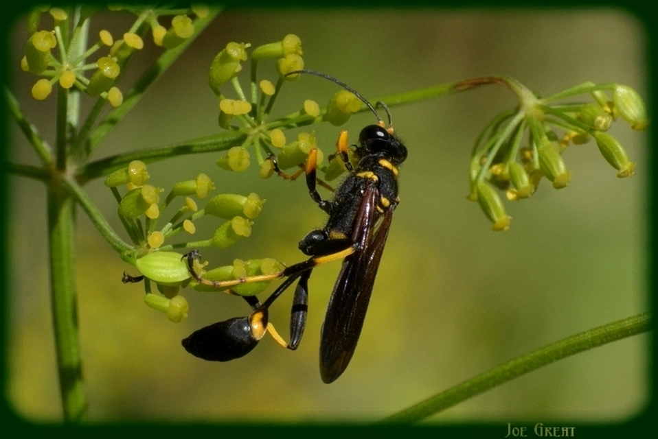 Sceliphron caementarium - feketenyelű lopódarázs