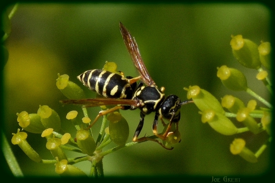 Polistes - papírdarazsak
