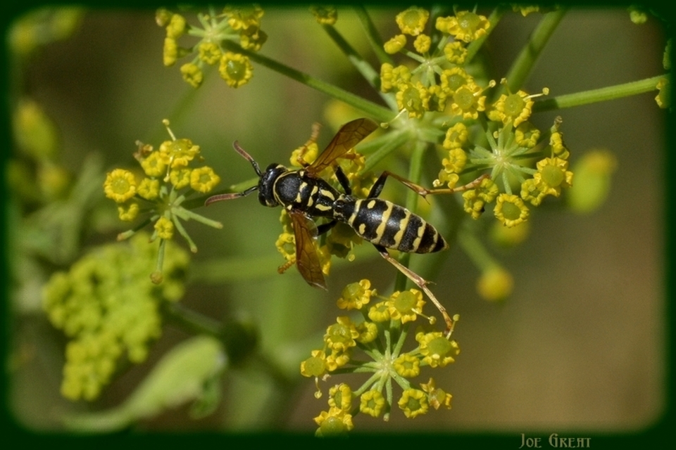 Polistes - papírdarazsak