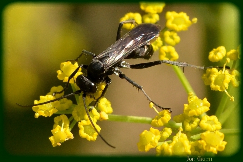 Hymenoptera - Hártyásszárnyúak