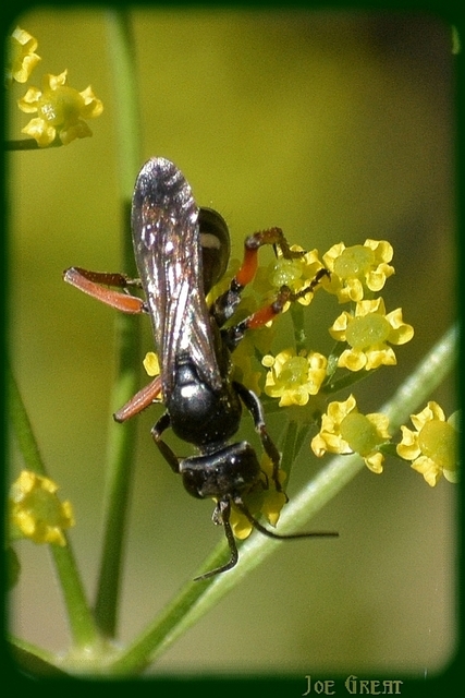 Hymenoptera - Hártyásszárnyúak