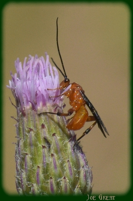Hymenoptera - Hártyásszárnyúak