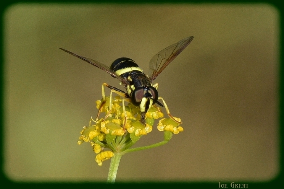 Chrysotoxum bicinctum - kétpántos öveslégy